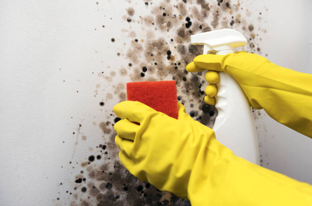 Best Same-Day Mold Removal  in Union City, GA