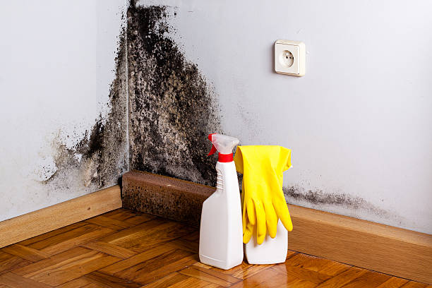 Best Toxic Mold Removal  in Union City, GA