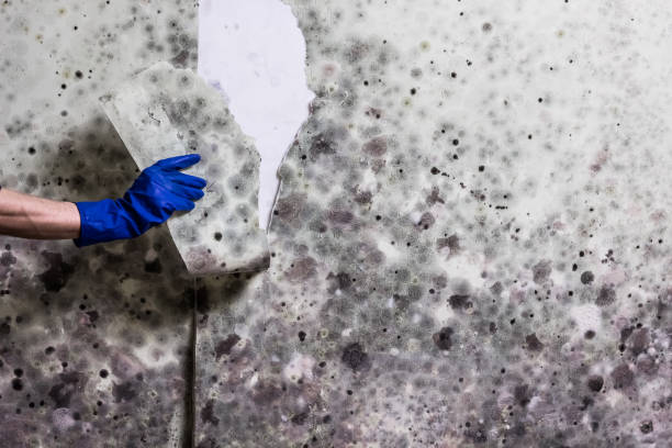 Reliable Union City, GA Mold Removal Solutions