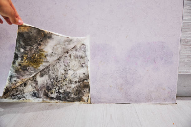 Best Mold Cleaning Services  in Union City, GA